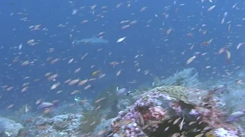 A Reef Teeming With Life Stock Footage 324169114