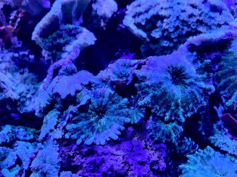 Reef texture with delicate polyps. Intricate coral surface under cool light.. Stock Photos