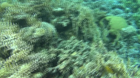 Reef time lapse 03 dahab Stock Footage 42787480