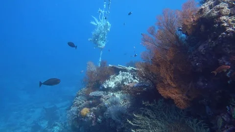 Reef trash caught on reef underwater Video stock 70715334
