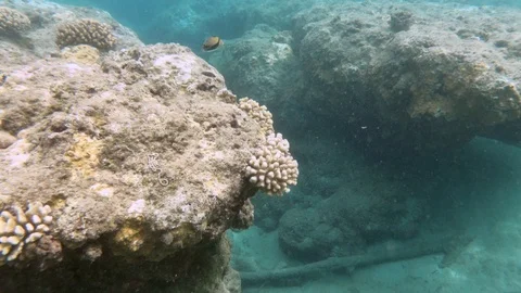 Reef Triggerfish, Hawaii state fish, swims over brown coral covered in Stock Footage 123737017
