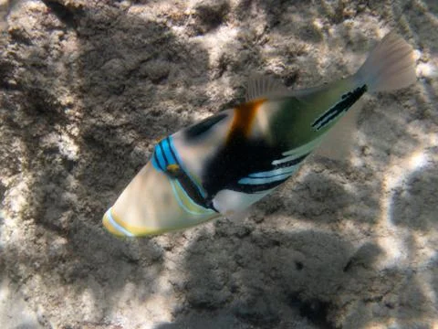 A reef triggerfish Stock Photos