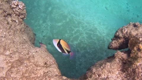 Reef triggerfish, Rhinecanthus rectangul... | Stock Video | Pond5
