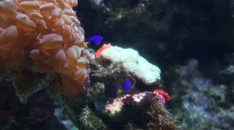 Reef with tropical fish Stock Footage 12397129