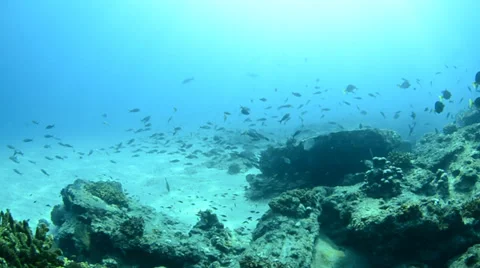 Reef with tropical fish Stock Footage 33867461