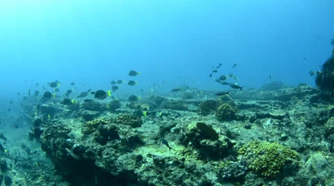 Reef with tropical fish Stock Footage 33867563