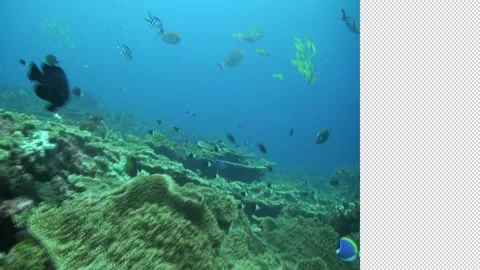 Reef with tropical Fish Vidéo 169876562