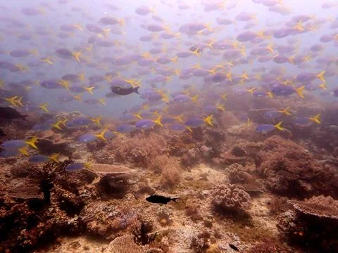 Reef with tropical fish Stock Photos