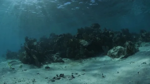 REEF TULUM Video stock 118377158