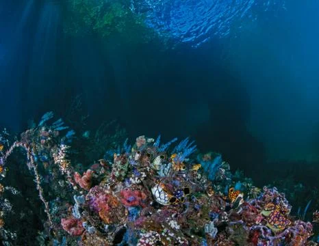 Reef with tunicate in a cavern at The Passage Stock Photos