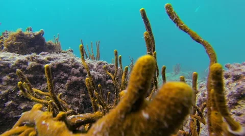 Reef under the waters of the virgin islands Video stock 42722384