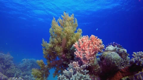 Reef Underwater Coral Garden Stock Footage 341896997