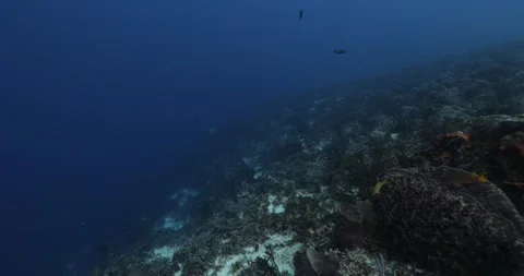 Reef Wall Stock Footage 249551210