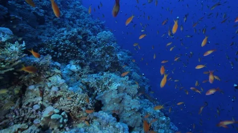 Reef wall with many anthias Vídeo Stock 120766946