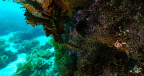 Reef wall Foto stock
