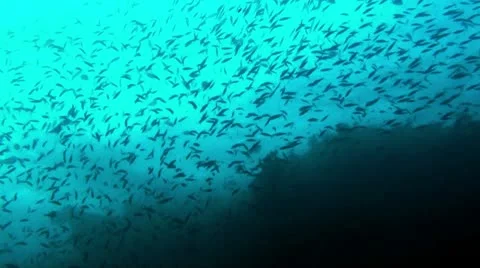Reef wall silhouette-Apple ProRes 422 (HQ) Stock Footage 13636540