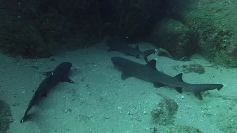 Reef Whitetip Sharks Stock Footage 157994933