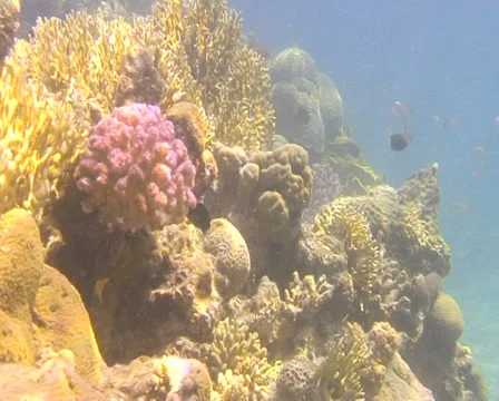 REEF3 動画素材 30139751