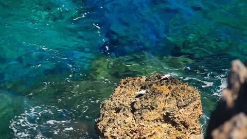 Reefs and Terns Vídeos de archivo 330452420