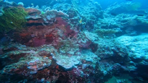 Reefs are nothing but a geological structure. Coral reefs are one of the most Stock Footage 214152286