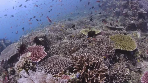 Reefs P5.mp4 Video stock 66557631