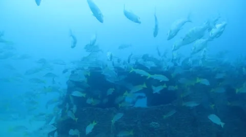 Reefs with plenty of fish Baja, mexico. Stock Footage 24382341