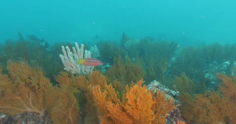 Reefs of the Sea of Cortez Stock Footage 302857575