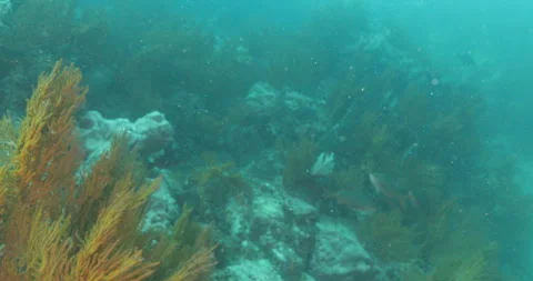 Reefs of the Sea of Cortez Stock Footage 302857682