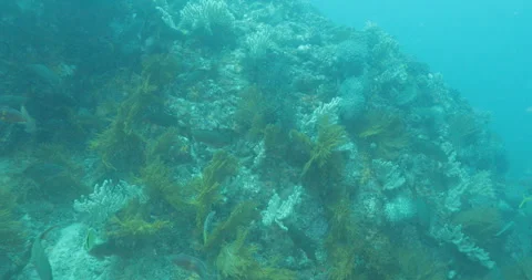 Reefs of the Sea of Cortez Stock Footage 302857784