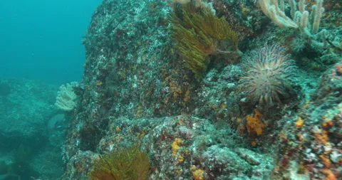 Reefs of the Sea of Cortez Stock Footage 302867741