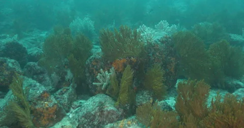 Reefs of the Sea of Cortez Stock Footage 302867869