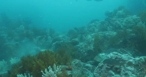 Reefs of the Sea of Cortez Stock Footage 302868631