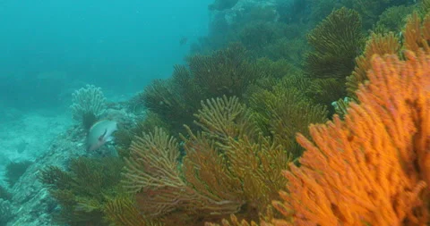 Reefs of the Sea of Cortez Stock Footage 302868959