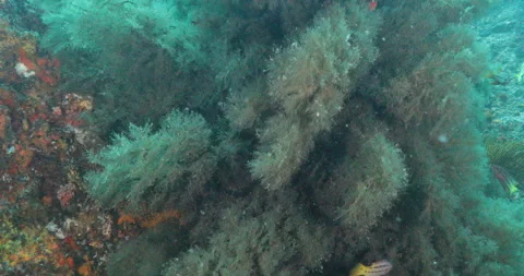 Reefs of the Sea of Cortez Stock Footage 302869375