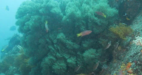 Reefs of the Sea of Cortez Stock Footage 302869475