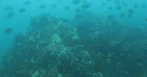 Reefs of the Sea of Cortez Stock Footage 302870294