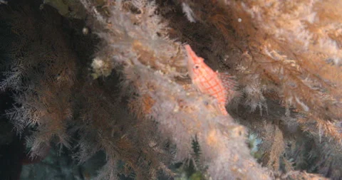 Reefs of the Sea of Cortez Stock Footage 302873538
