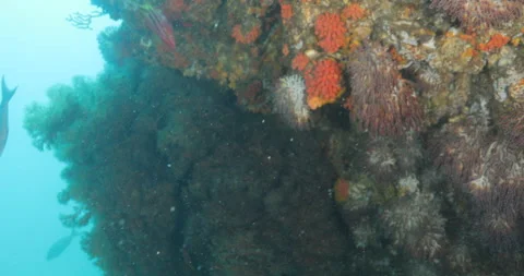 Reefs of the Sea of Cortez Stock Footage 302873791