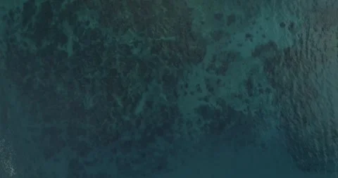 Reefs of the Sea of Cortez Stock Footage 302877356