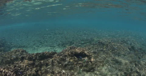 Reefs of the Sea of Cortez Stock Footage 302902304