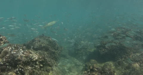Reefs of the Sea of Cortez Stock Footage 302908563