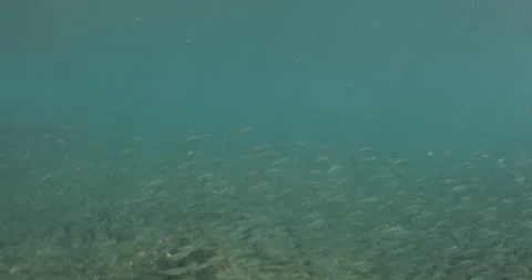 Reefs of the Sea of Cortez Stock Footage 302908640