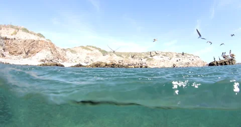 Reefs of the Sea of Cortez Stock Footage 302908671