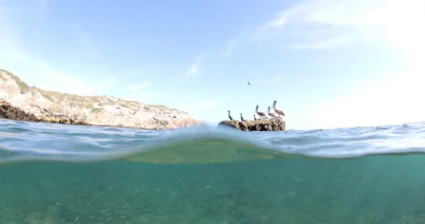 Reefs of the Sea of Cortez Stock Footage 302908829
