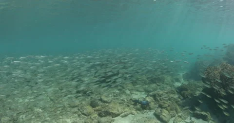 Reefs of the Sea of Cortez Stock Footage 302909027