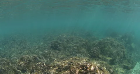 Reefs of the Sea of Cortez Stock Footage 302909083