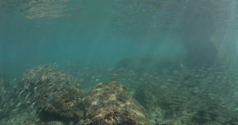 Reefs of the Sea of Cortez Stock Footage 302909103