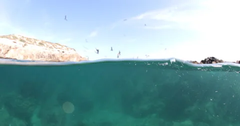 Reefs of the Sea of Cortez Stock Footage 302909377