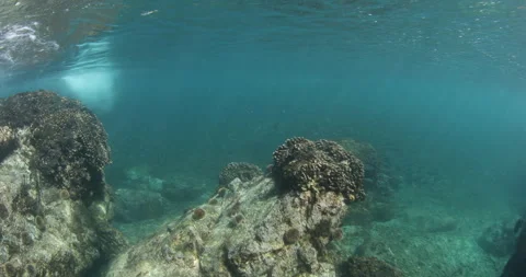 Reefs of the Sea of Cortez Stock Footage 302909648