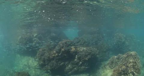 Reefs of the Sea of Cortez Stock Footage 302909684